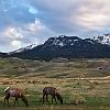 IMG_7261 Yellowstone elk